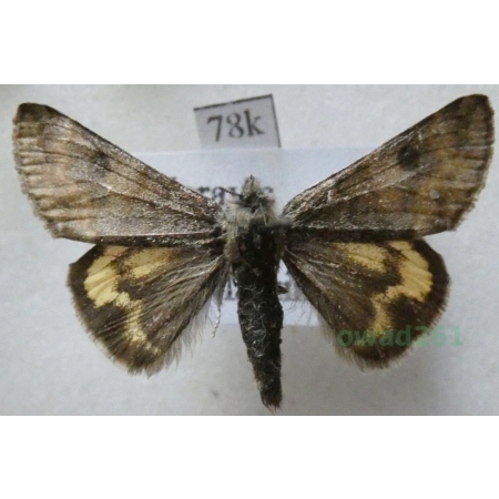 Boudinotiana puella (Esper, 1787) Czech78k